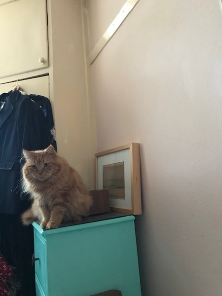 Captain V, Paws, catnip or dreamies?