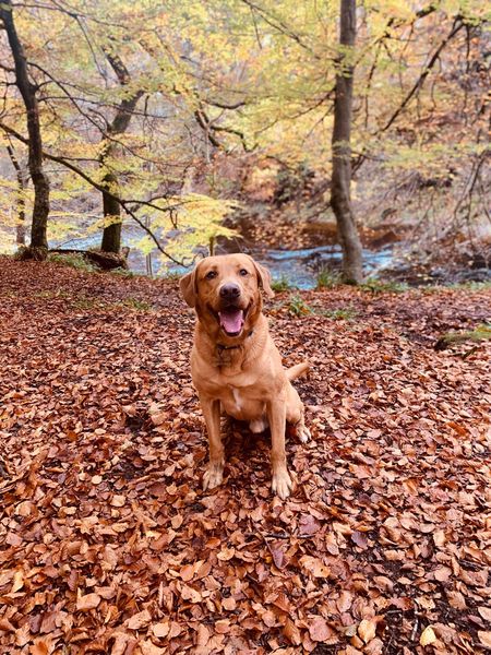 My dog is the best dog