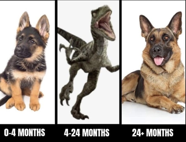 Puppy survival thread *September!*