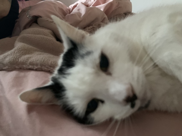 Guess the sex of the cat from their face thread
