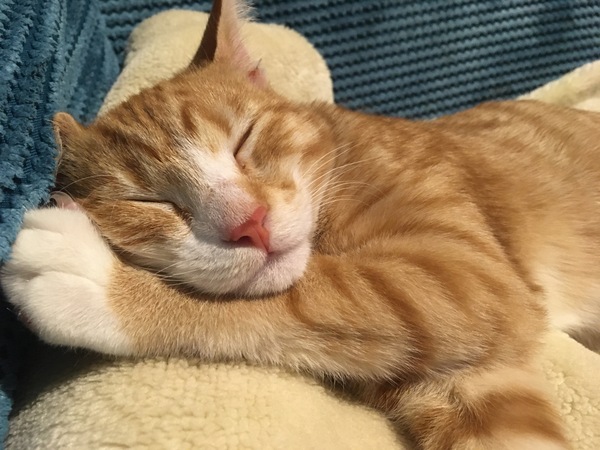 Show me your kitties
