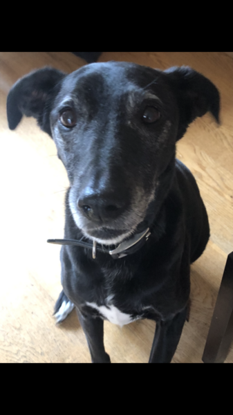 My dog is the best dog