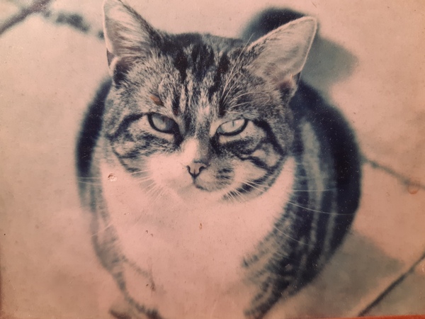 Cats. As they are so popular on here (usually), can I please ask...