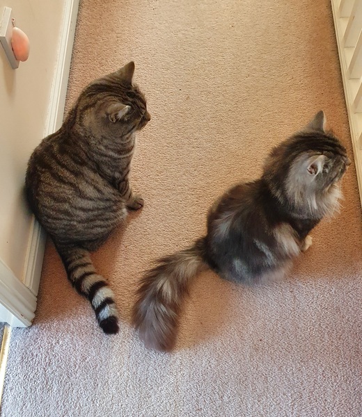Show me your kitties