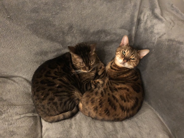 Guess the sex of the cat from their face thread