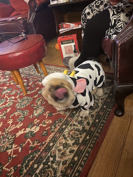 To ask you to tell me about your pets?