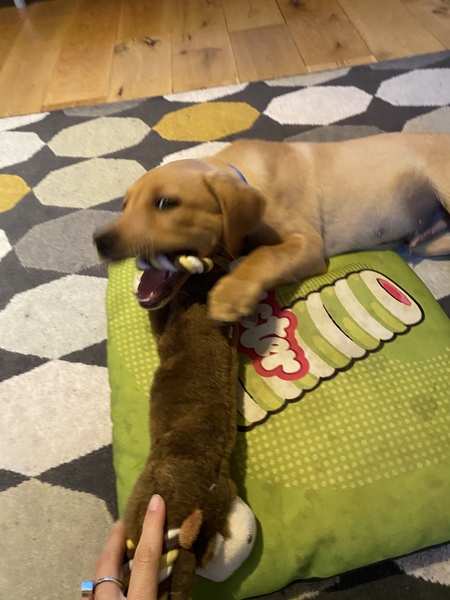 Puppy survival thread *September!*