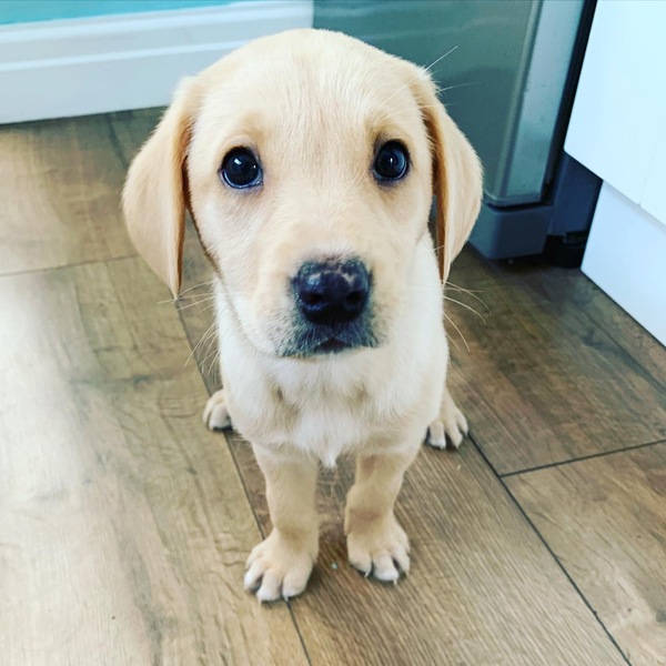 Puppy survival thread October/November!