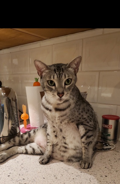 Show me your kitties