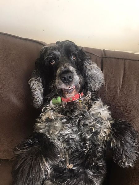 To ask you to tell me about your pets?