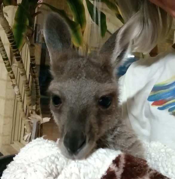 "YES it is SO worth it, YES it gets easier and YES we thought it was impossible as well - its not 😊"  A thread for those embracing an alcohol free existence.