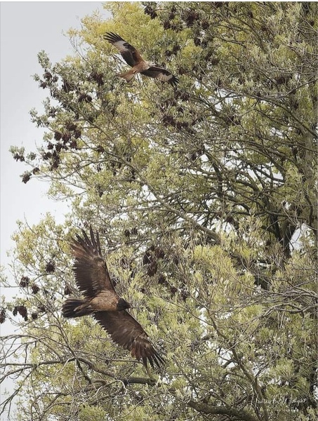 A bearded vulture has been spotted in the U.K.