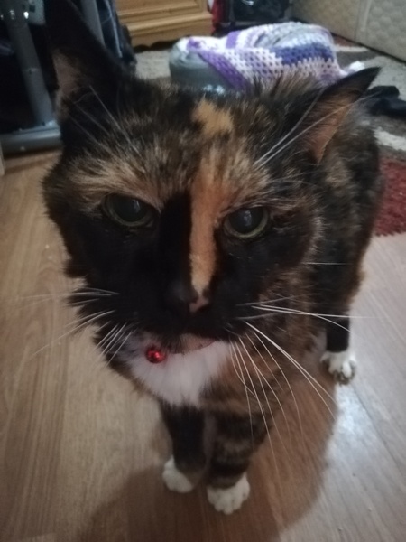To ask you to tell me about your pets?