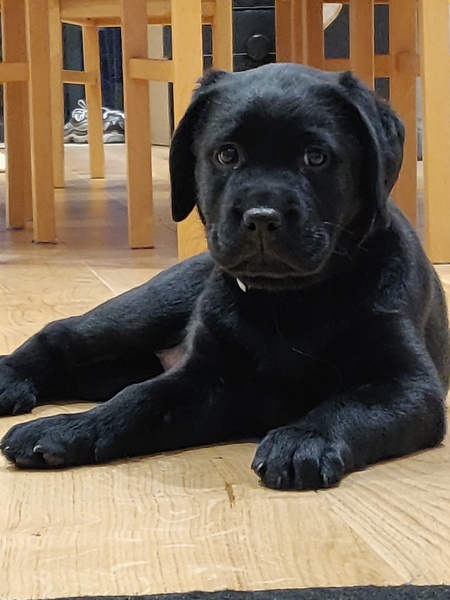 Puppy survival thread *September!*