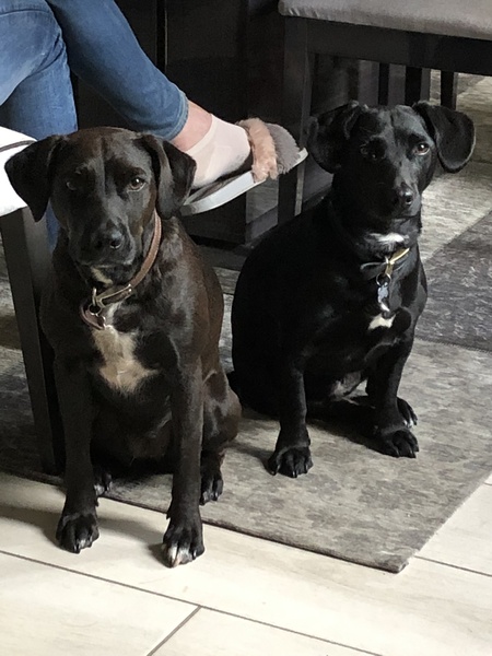 To ask you to tell me about your pets?