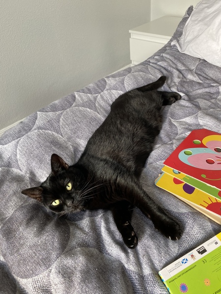 Guess the sex of the cat from their face thread