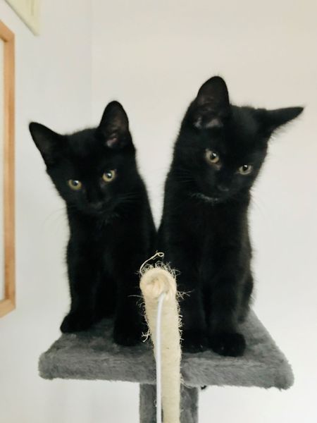 It's national black cat day today