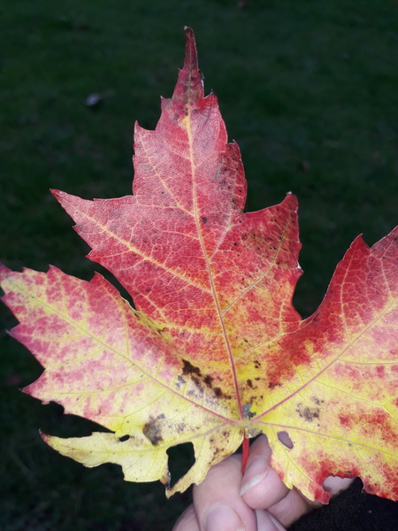 Any Witches Here? Part 12.