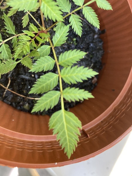 Plant ID please