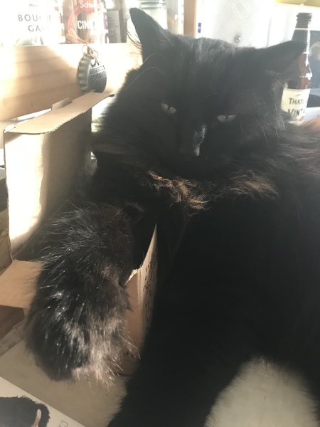 Captain V, Paws, catnip or dreamies?