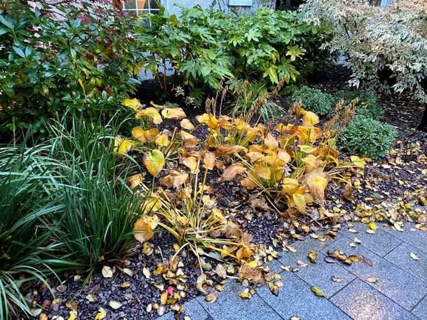 Name that plant