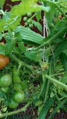 Tomatoes - what are my chances?