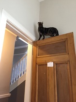 Could you please show me a really funny picture of your cat?