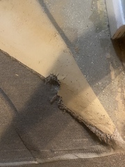 Thought you all might enjoy some pics of the carpet my landlord is insisting I keep in storage