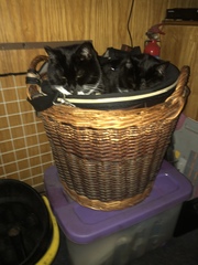 Tank commanders defending the home against kittens.