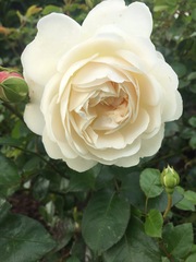 Show Us Your Pictures 4
