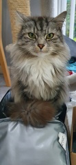 Are fancy cat foods worth the money?
