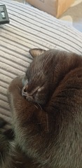 It's national black cat day today