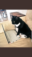 Could you please show me a really funny picture of your cat?