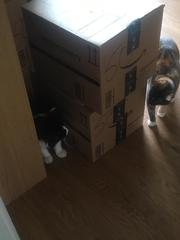 Should we get our cat a friend? Similar age or older?