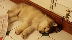 I want a puppy...spam me with pics instead please