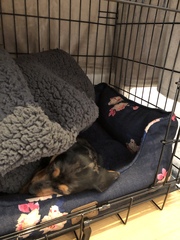 Puppy survival thread *September!*