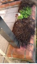 Planting ideas for troughs