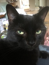 It's national black cat day today