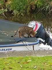 Thug cat part 3.  Unbidden guests are often welcomest when they are gone.