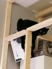 If I have a cat who climbs curtains and clothes horses