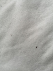 Are any vets around who can identify these little critters?
