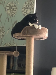 Cat tree recommendation