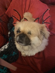 Pets at Halloween