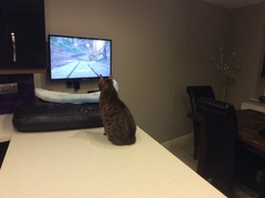 “It’s me or the cat!”