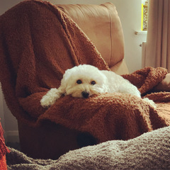 I want a puppy...spam me with pics instead please