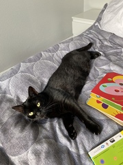 It's national black cat day today