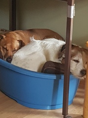 My dog is the best dog