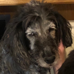 My dog is the best dog