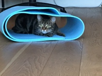 Could you please show me a really funny picture of your cat?