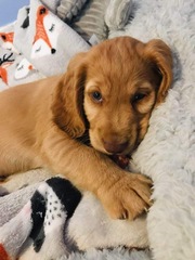 I want a puppy...spam me with pics instead please